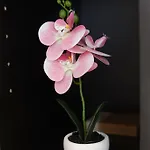 Apartman Marko - Dvorista *